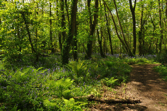 Bluebells in Tehidy Woods