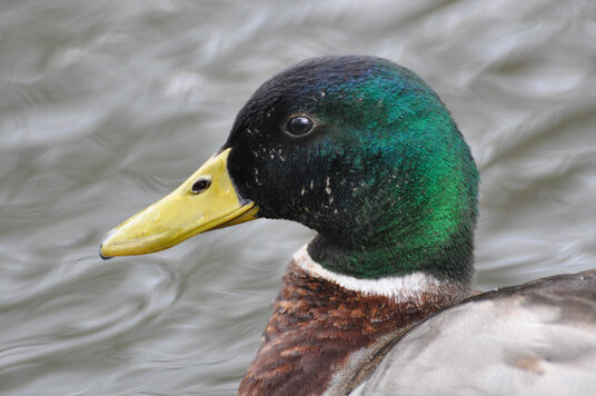 Mallard on the lake