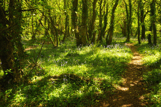 Bluebells in the North Cliffs plantation