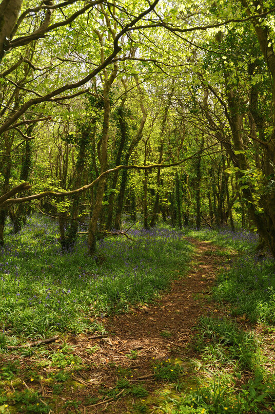 Bluebells in Tehidy Woods
