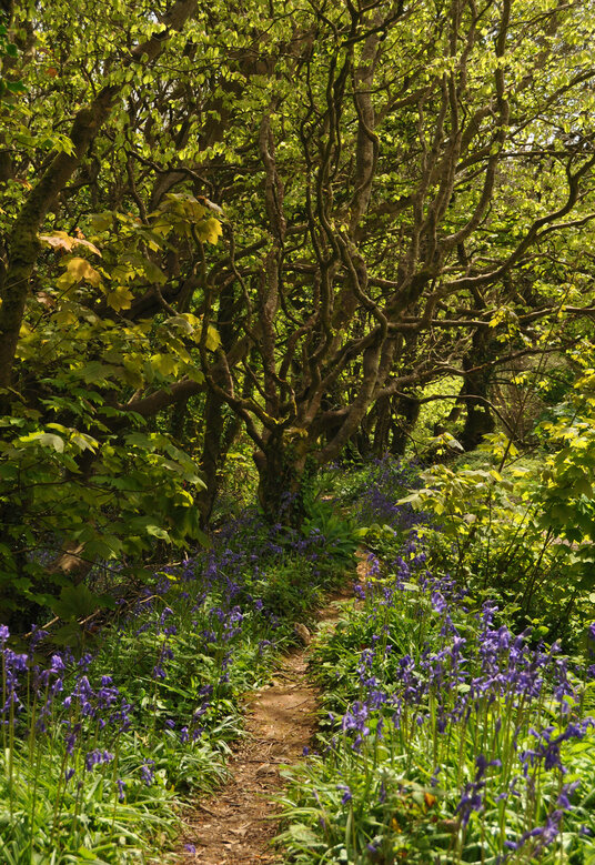 Bluebells in the North Cliffs Plantation
