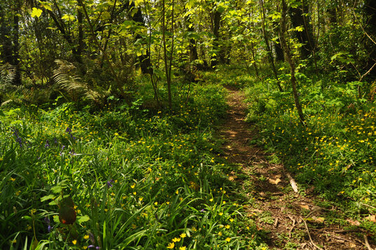 Woodland near Tehidy East Lodge