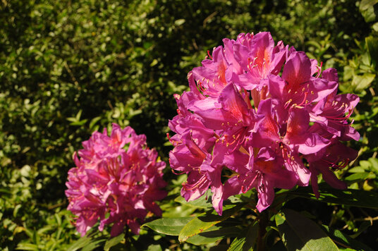 Rhododendron at Tehidy Country Park