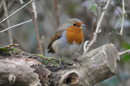 Robin beside the path