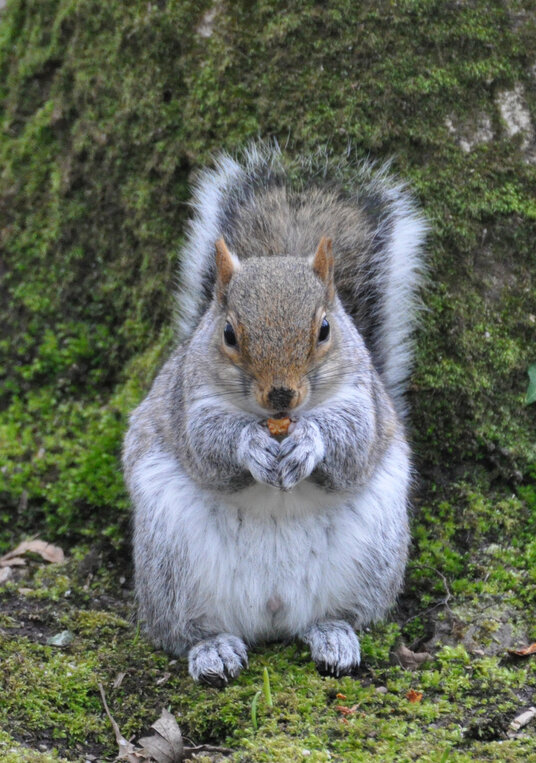 One of the brave squirrels