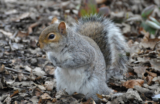 Squirrel in Tehidy Country Park
