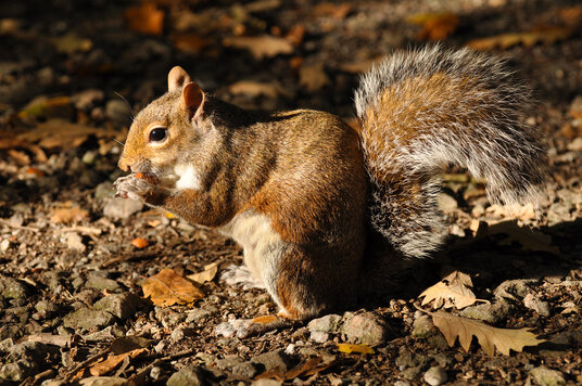 Squirrel at Tehidy Country Park