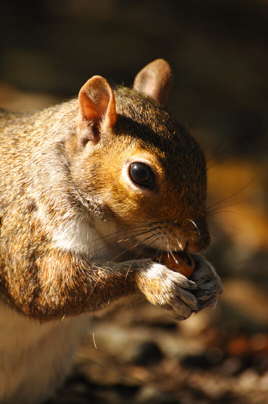 Squirrel at Tehidy Country Park