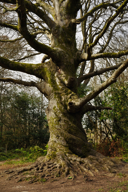 Tree in Tehidy Country Park