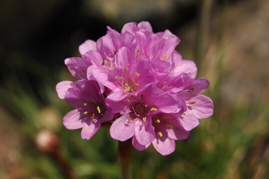 Thrift at Downas Cove