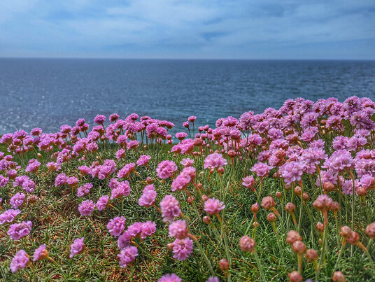 Thrift at Porthleven