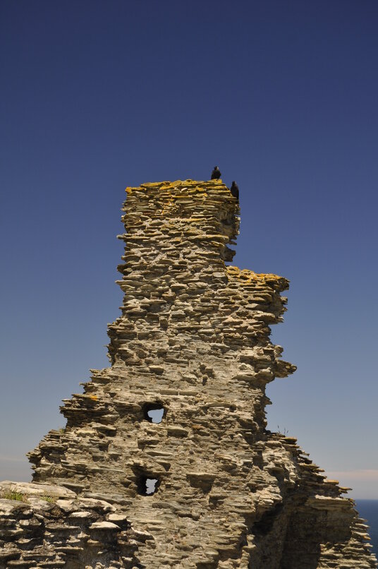 Jackdaws at Tintagel Castle