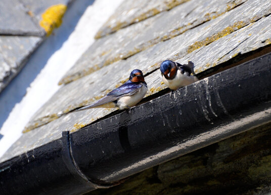 Swallows at the church
