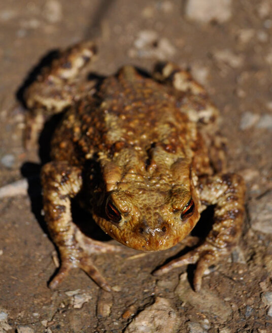 Toad on the footpath in the Port Isaac valley
