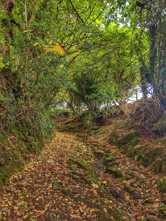 Track in autumn near Tolcarne