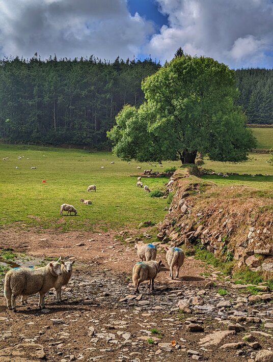 Sheep near Tolcarne