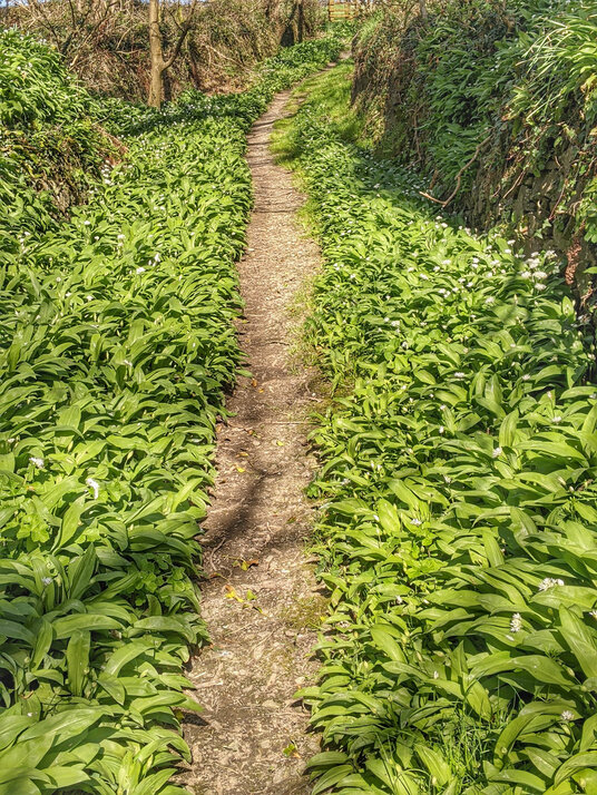 Wild garlic at Tonnacombe