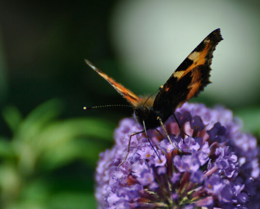 Tortoiseshell butterfly at Trelights