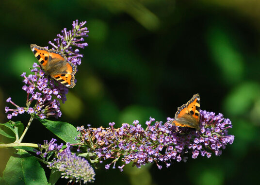 Butterfly bush in Trelights