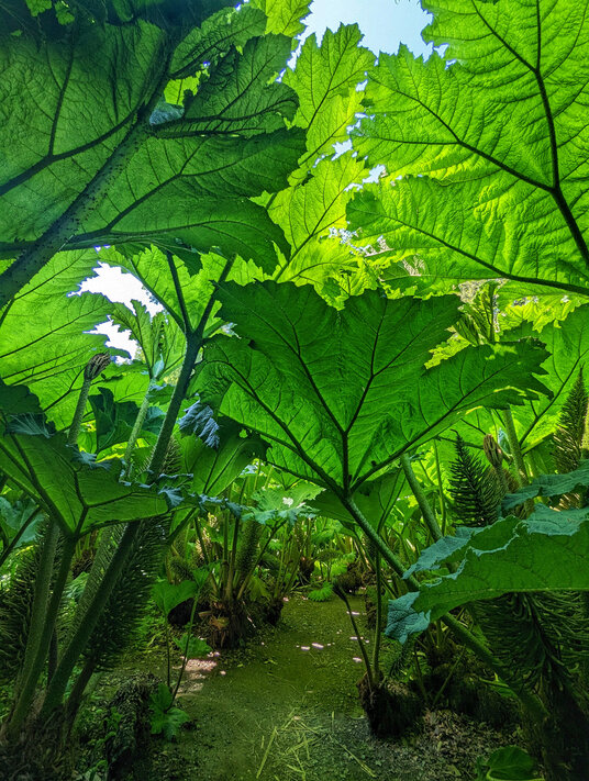 Gunnera at Trebah