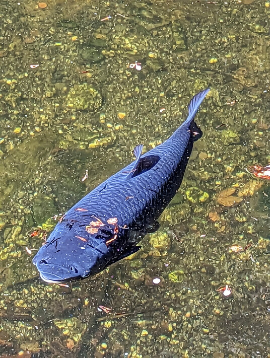 Koi Carp at Trebah