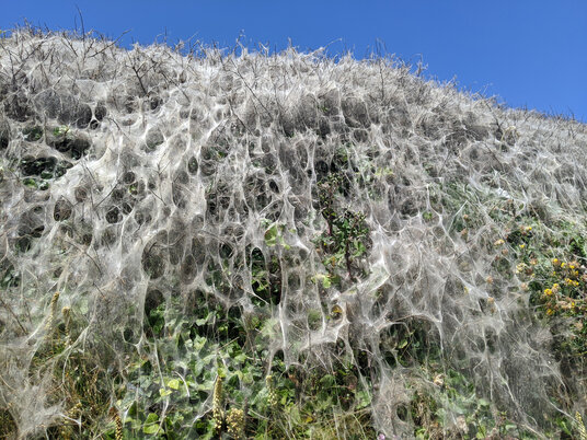 Caterpillar tents on blackthorn