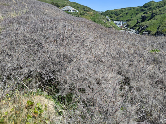 Caterpillar tents on blackthorn