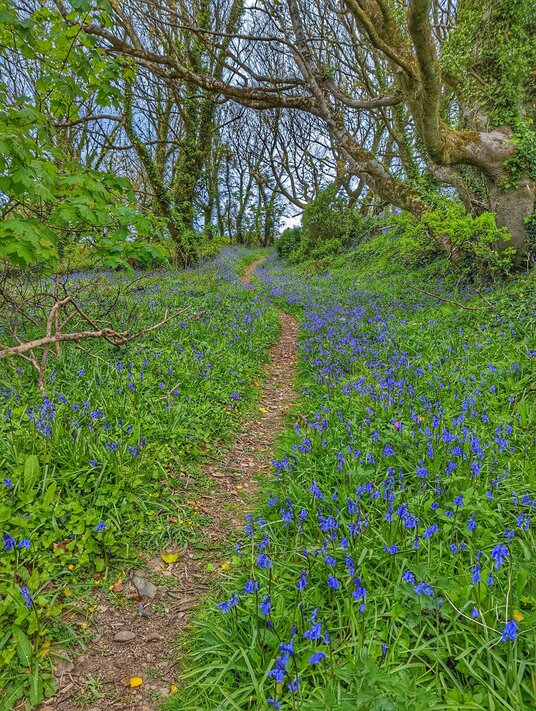 Trebarwith Nature Reserve