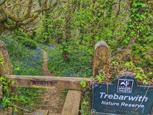 Trebarwith Nature Reserve