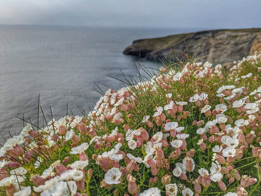 Treknow Cliffs
