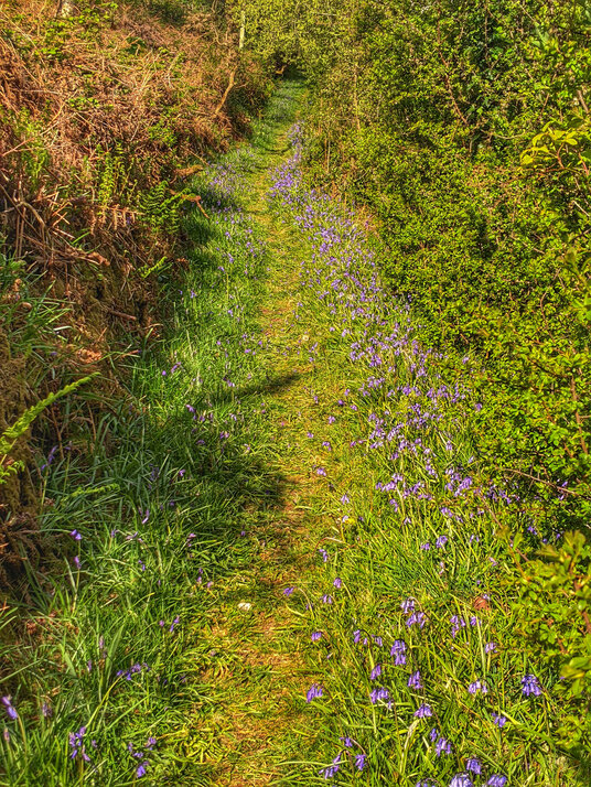 Bluebells on the path to Fentafriddle