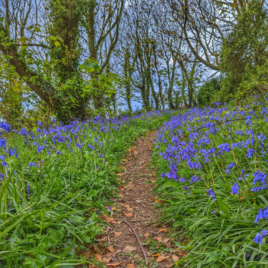 Trebarwith Nature Reserve
