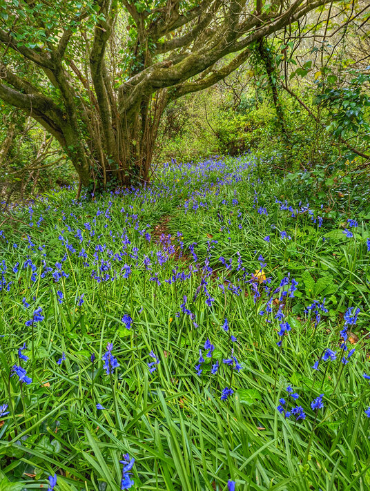 Trebarwith Nature Reserve
