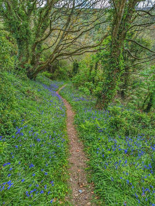 Trebarwith Nature Reserve