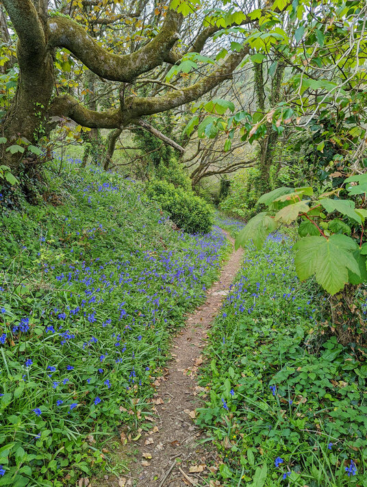 Trebarwith Nature Reserve
