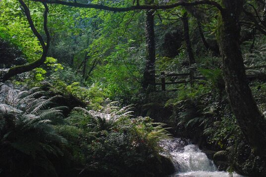 The stream in Trebarwith Valley