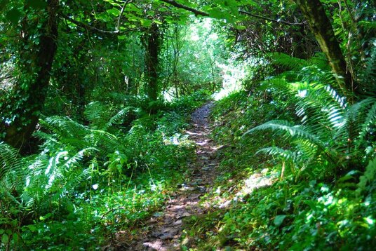 Trebarwith Valley Nature Reserve