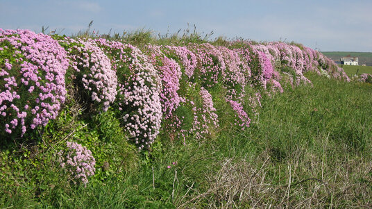 Thrift along the coast path at Treknow
