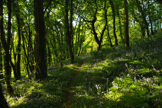 Bluebells in Trebursye Wood