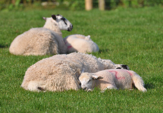 Sleeping Lambs at Trebursye