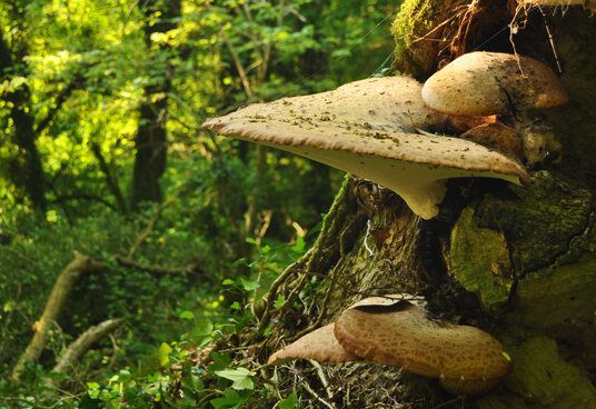 Wood Fungus in Trebursye Wood
