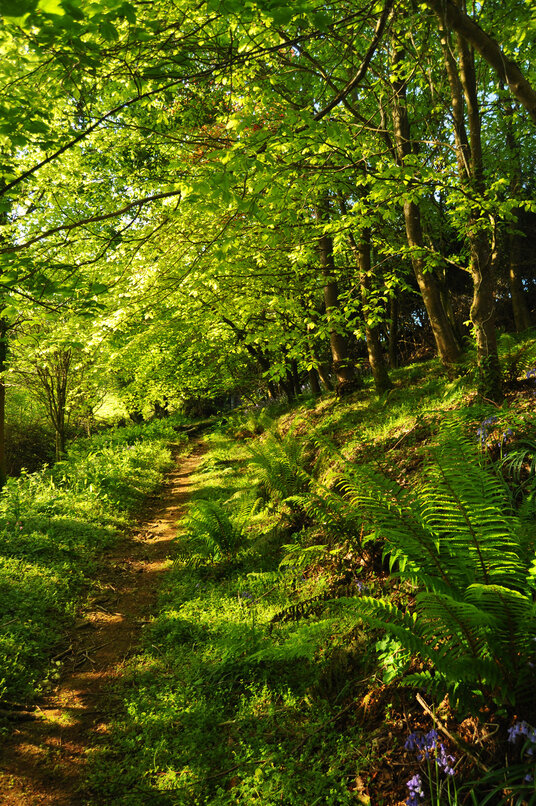 Path through Trebursye Wood