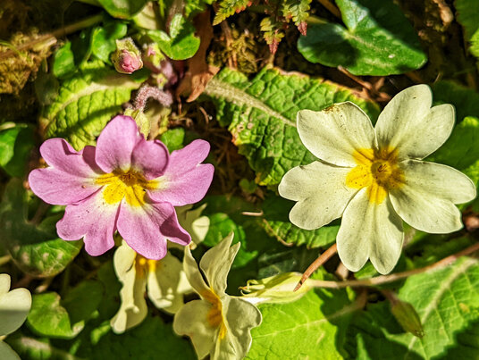 Primroses at Tredudwell