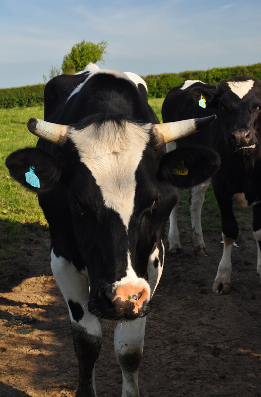 Cows at Tregadillett