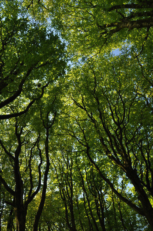 Trees at Tregadillett