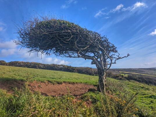 Windswept tree near Tregantle