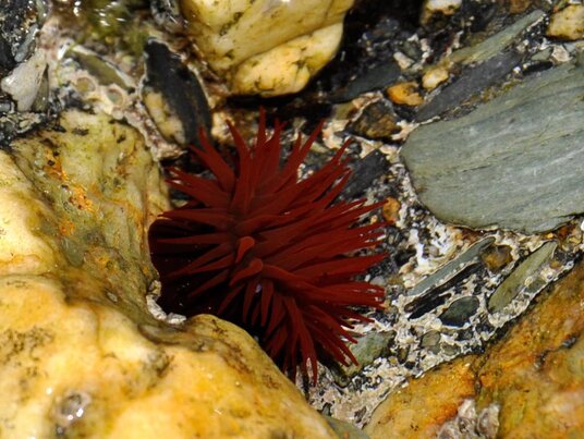 Beadlet anemone in a rockpool