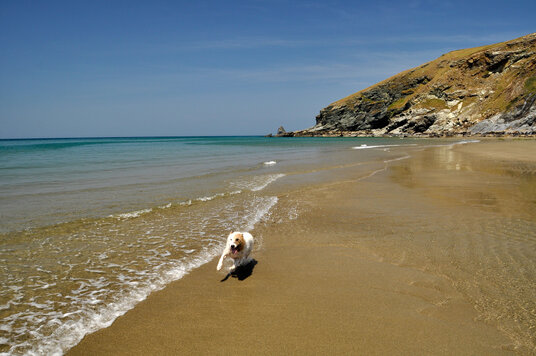 Happy dog on Tregardock Beach