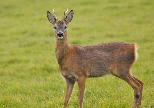 Deer beside the coast path near Tregardock