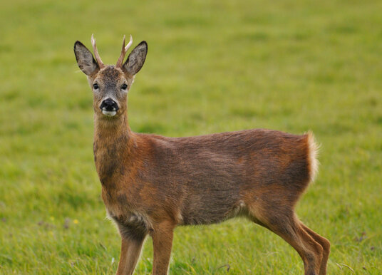 Deer beside the coast path near Tregardock